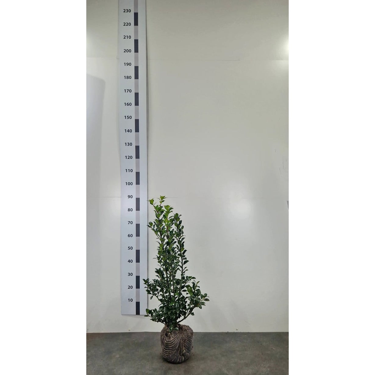 Blå järnek – Ilex meservae 'Heckenfee'® - 80-100 CM RB